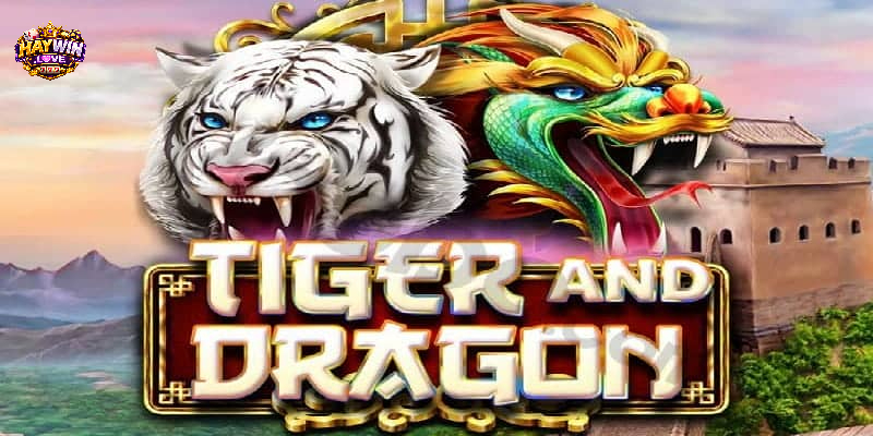 Đôi nét về rồng hổ haywin